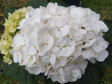 Mme Emile Mouillere Hydrangea macrophylla (White) in Super Tube
