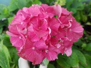 Bastei Hydrangea macrophylla (Dwarf variety) in Super Tube.