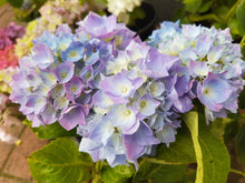 Renata Steiniger Hydrangea macrophylla in Super Tube.