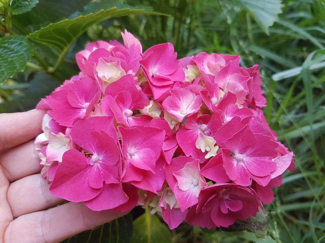 Pink Bouquet Hydrangea macrophylla