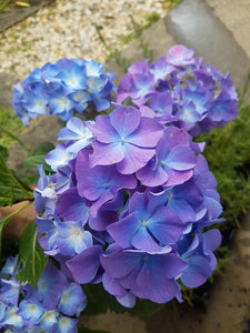 Blauer Zwerg Dwarf Hydrangea macrophylla
