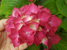 Leuchtfeuer Hydrangea macrophylla (Crimson pink) Super Tube