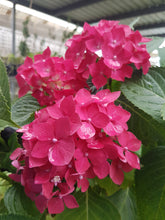 Leuchtfeuer Hydrangea macrophylla (Crimson pink) Super Tube