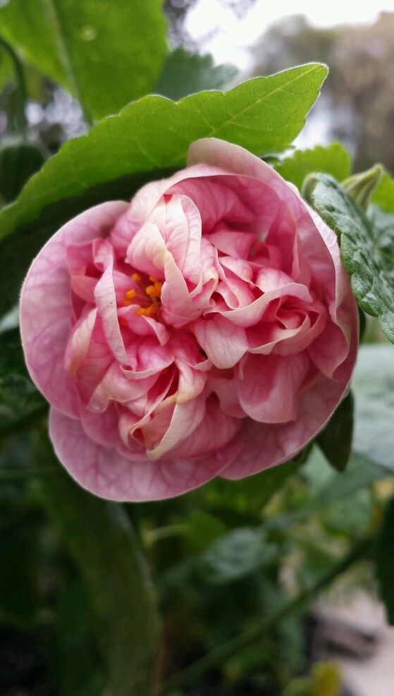 Victorian Lady Chinese Lantern (Pink, Double-flowered)