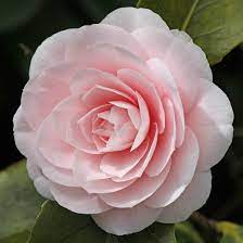 Camellia japonica 'Ave Maria'