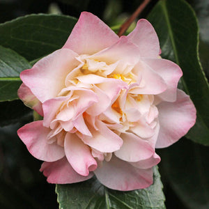 Camellia japonica 'Ballet Dancer''