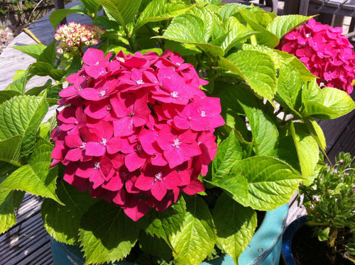 Bastei Hydrangea macrophylla (Dwarf variety) in Super Tube.