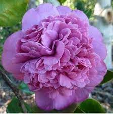 Camellia japonica 'Dona Herzilia Freitas'