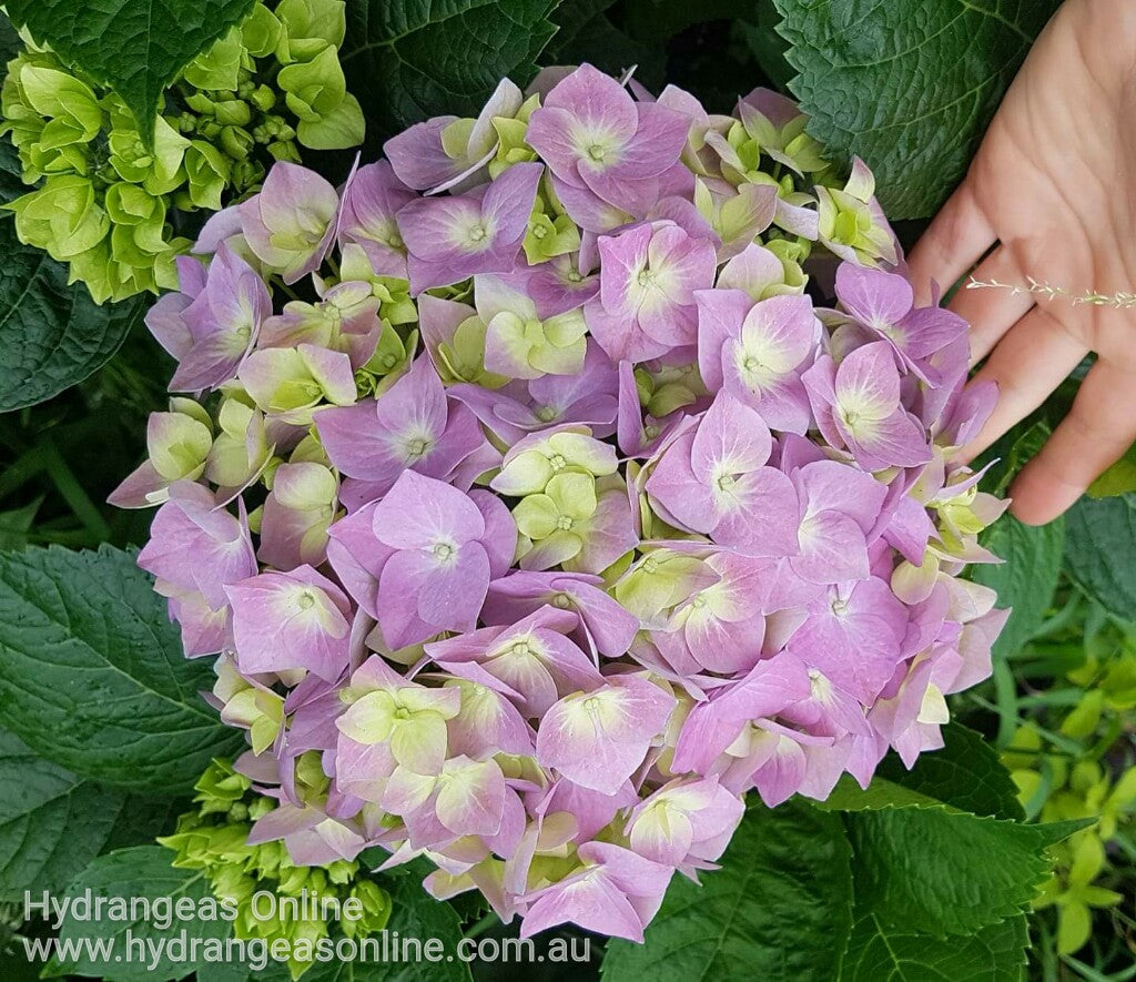 Nikko Blue Hydrangea macrophylla