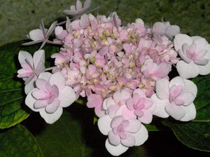 Emotion Hydrangea macrophylla (Double flowered)