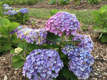 Hamburg Hydrangea macrophylla in Super tube.
