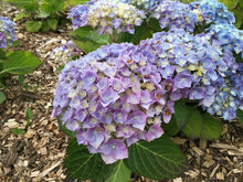 Hamburg Hydrangea macrophylla in Super tube.