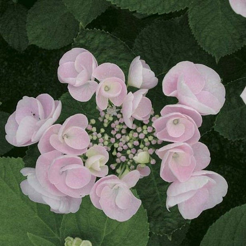 Hobella Lacecap Hydrangea macrophylla in Super tube