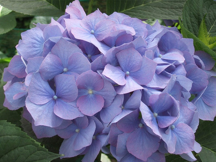 Enziandom Hydrangea macrophylla – Hydrangeas Online