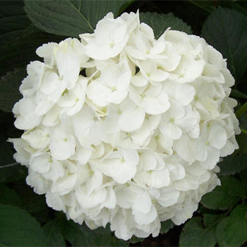 White Swan Hydrangea macrophylla (White) in Super Tube