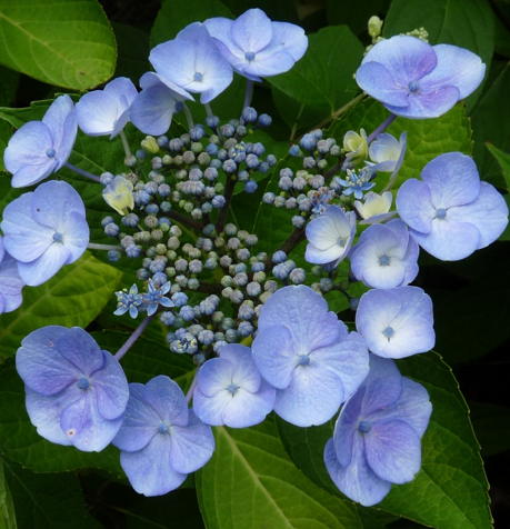 Blaumeise Lacecap Hydrangea. Special listing for local customers. Pick up only.