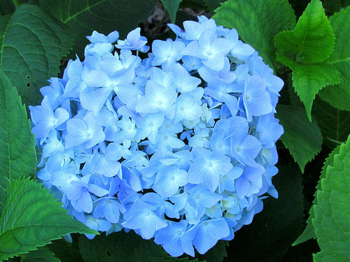 Madam A Riverian Hydrangea macrophylla in Super tube.