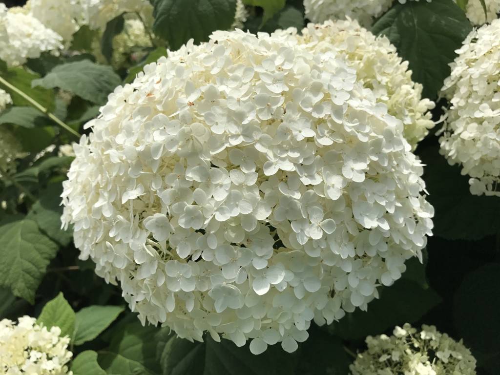 Annabelle Hydrangea arborescens (White) Super Tube