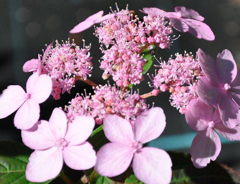 Tiara Hydrangea serrata (Soft pink lacecap)