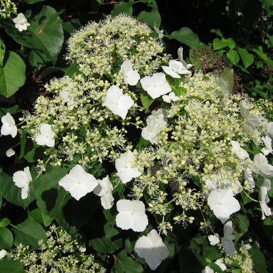 Other Hydrangea Varieties – Hydrangeas Online