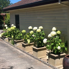 Annabelle Hydrangea arborescens (White) Super Tube. DORMANT