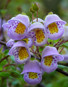 Tea Cup Plant Jovellana violacea Advanced Size