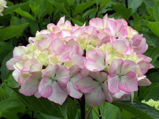 Nigra Hydrangea. Special listing for local customers. Pick up only
