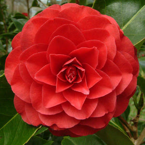 Camellia japonica 'Rodger Hall'