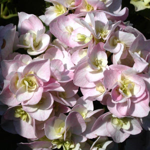 Setsuka-Yae Hydrangea macrophylla (Pale Double Flowers)