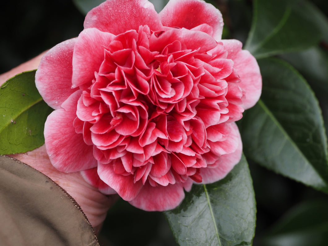 Camellia Volunteer PBR. Pick up only. Special listing for local customers only.