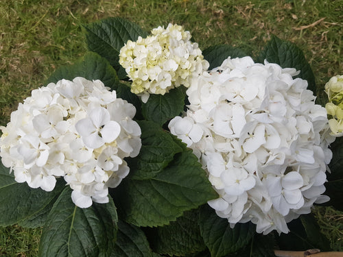 Mme Emile Mouillere Hydrangea macrophylla (White)