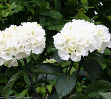 White Knight Hydrangea macrophylla (White) DORMANT