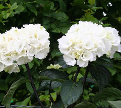 White Knight Hydrangea macrophylla (White)