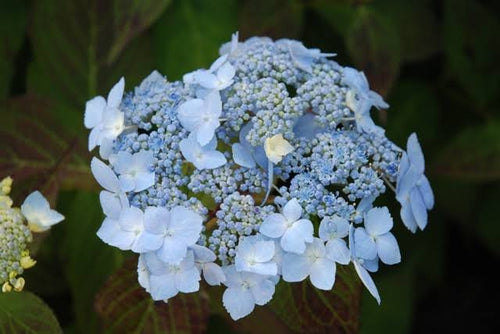 Blue Deckie Hydrangea serrata