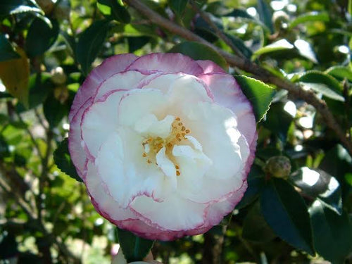 Camellia sasanqua 'Beatrice Emily'
