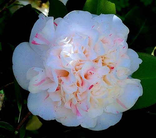 Camellia japonica 'Strawberry Blonde''